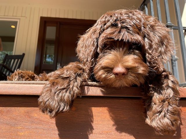 Bruno the puppy on the porch