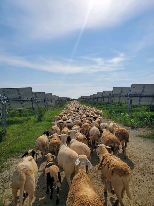 Drawdown Georgia Solar Grazing