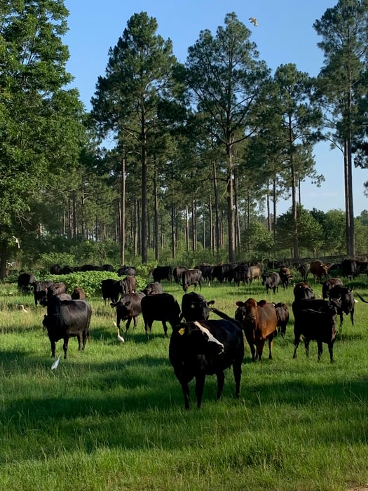 Drawdown Georgia conservation agriculture