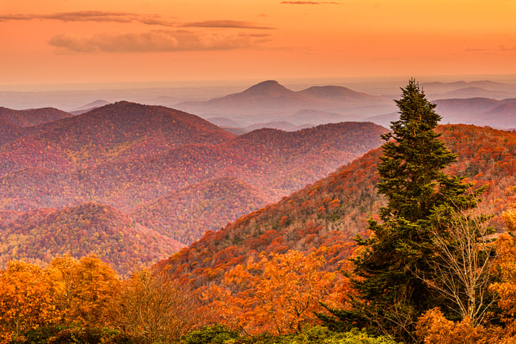 Drawdown Georgia forest