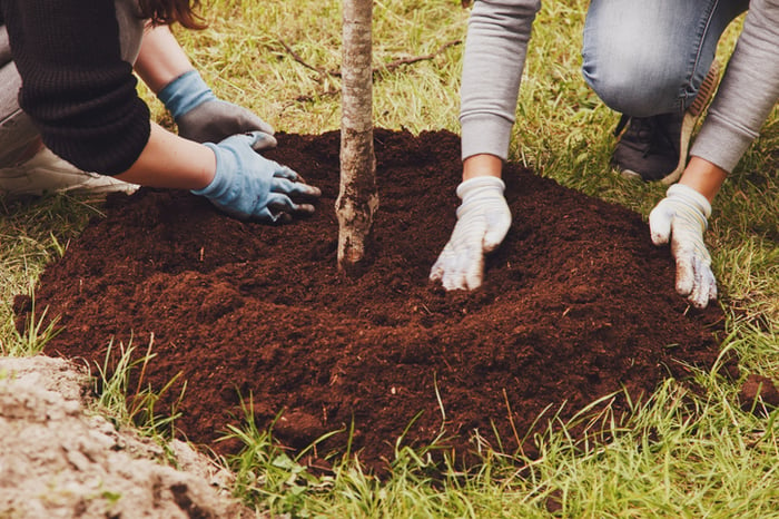 Drawdown Georgia tree planting