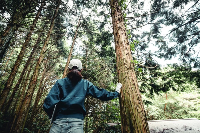 Drawdown Georgia women in forestry