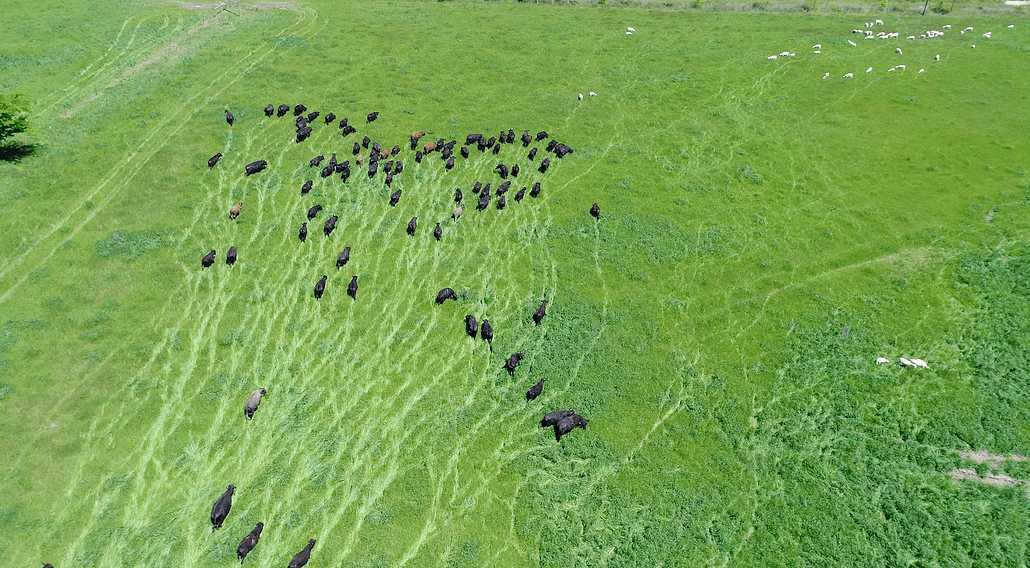 Drawdown Georgia- Cattle Grazing New Grass Pasture