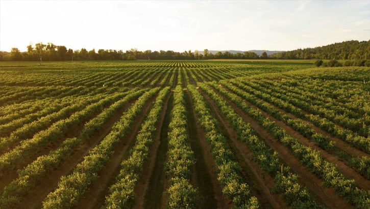 Drawdown Georgia- Farm Crop 