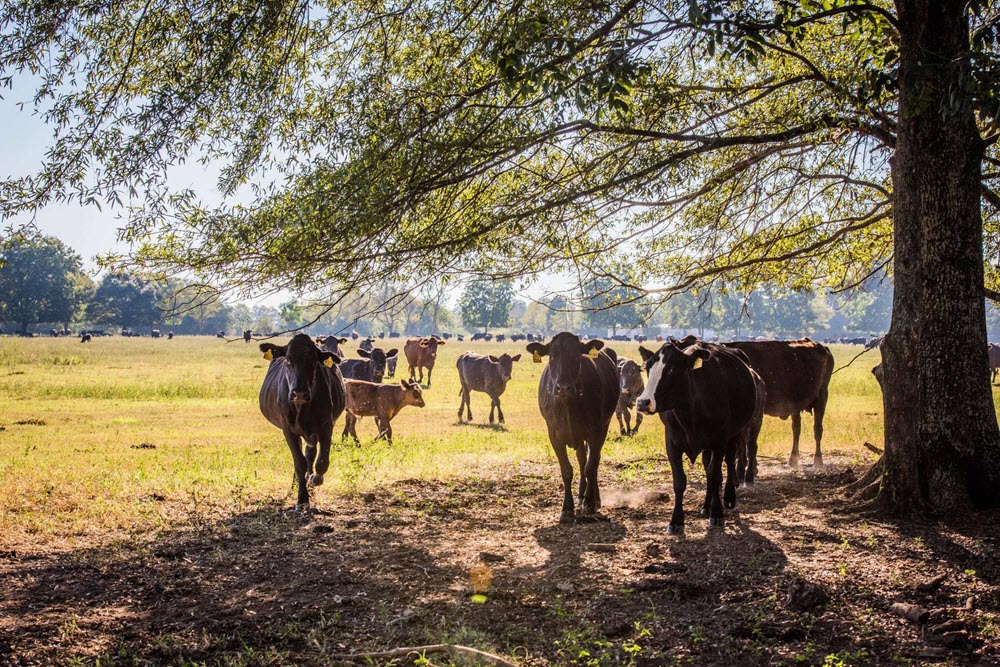 Drawdown Georgia- Grassfed Cattle on Pasture Savannah