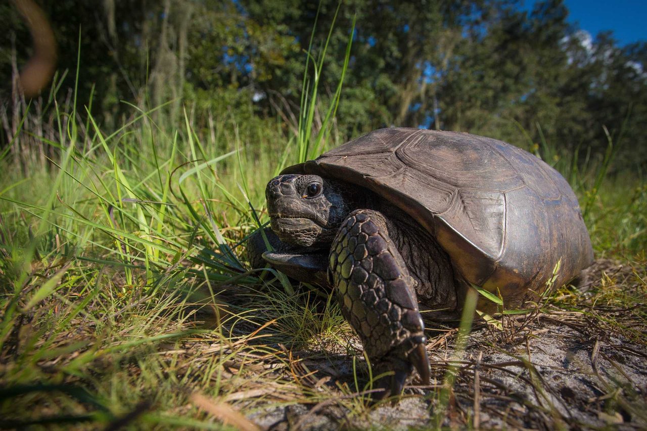 Drawdown Georgia- TNC Gopher Tortoise