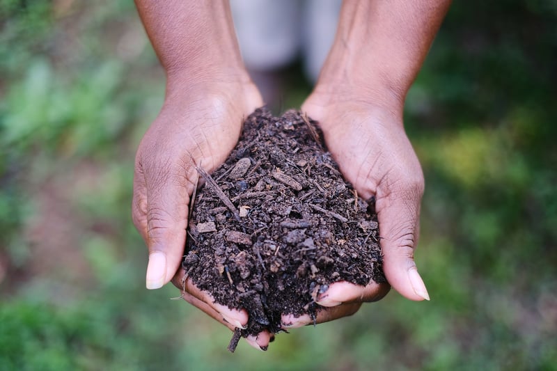 Fresh compost