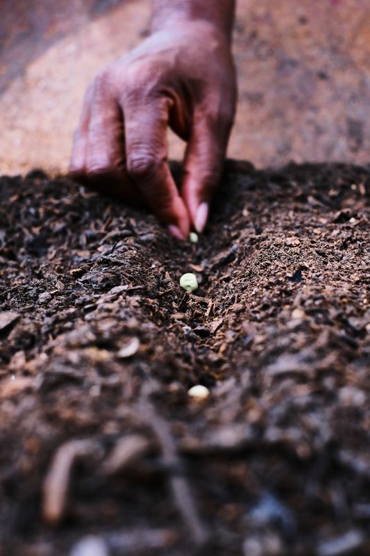 Planting seeds in compost for web