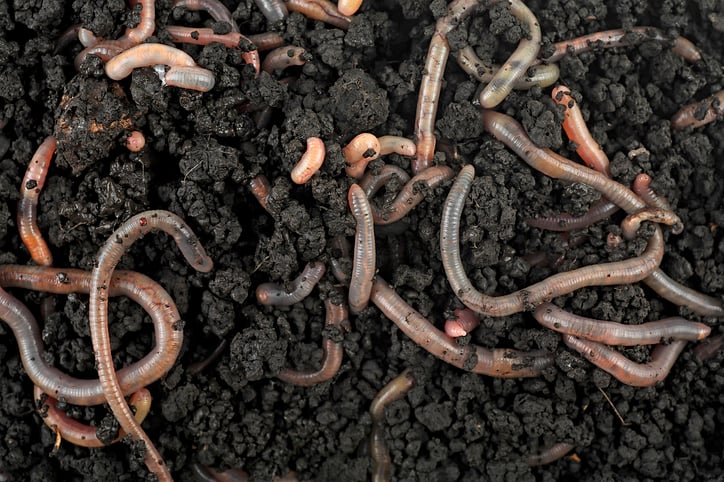 vermicompost