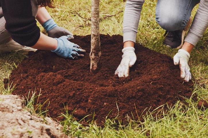 Tree Planting as a Religious Symbol and Climate Justice Action