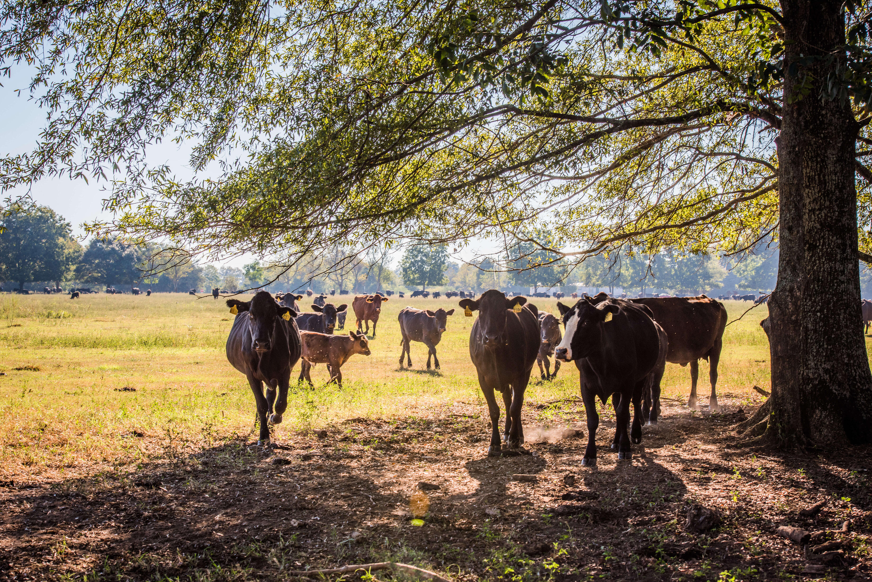 White Oak Pasture cattle