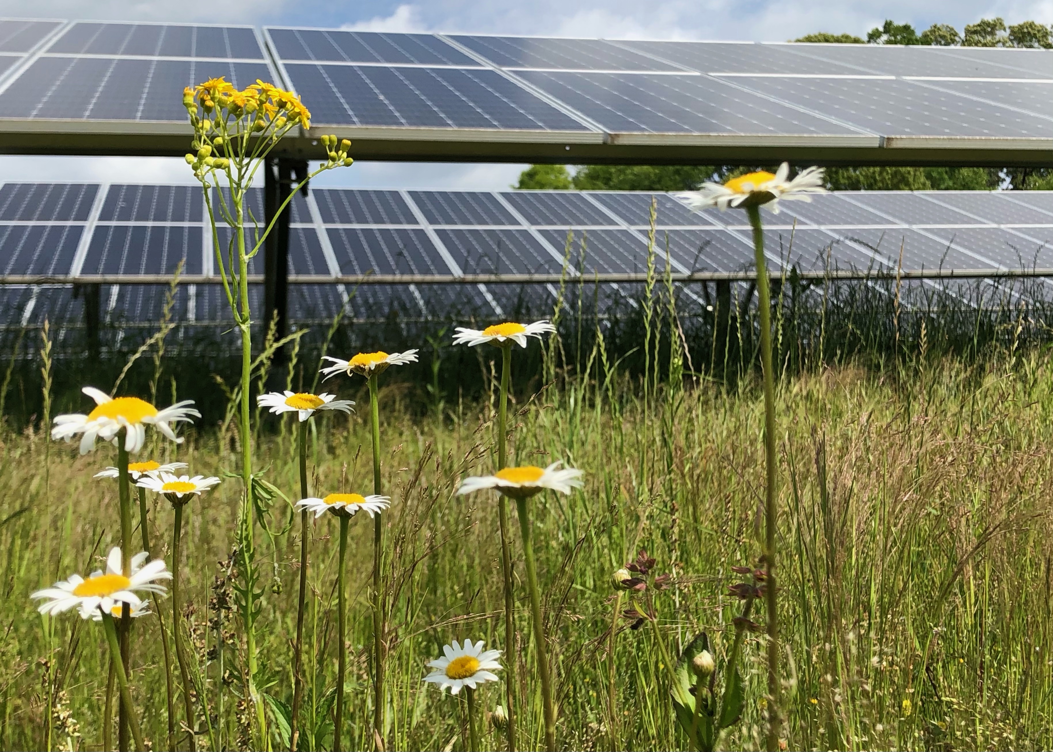 The Ray pollinator friendly solar